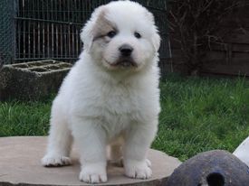 Du Volcan Des Neiges - Chiots disponibles - Chien de Montagne des Pyrenees