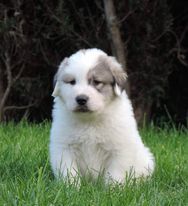 Du Volcan Des Neiges - Chiots disponibles - Chien de Montagne des Pyrenees